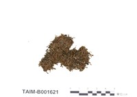 藏品(土生牆苔)的圖片